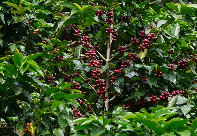 668_dic091048copia.jpg